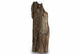 Permineralized Wood Covered In Sparkling Quartz -, Germany #265376-1